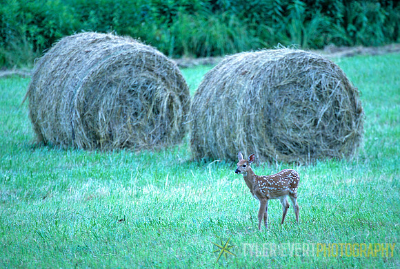 Fawn Bale