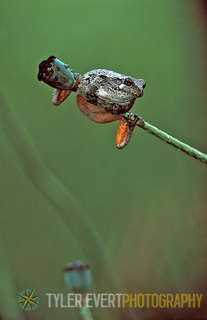 grey tree frog