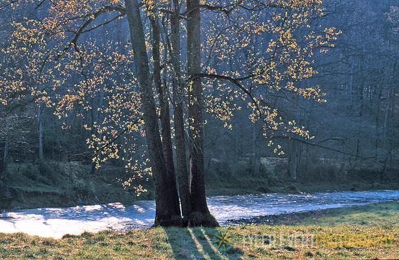 Poplar