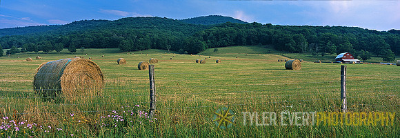 White Grass
