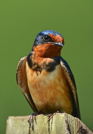 Barn Swallow