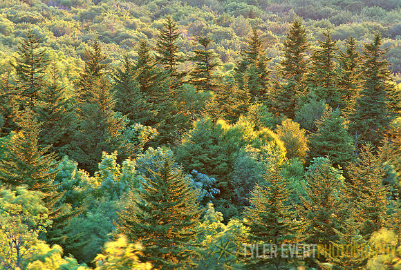 Over the Woods